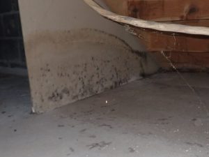 Colts Neck NJ Mold Inspections Mold Testing - Jersey Strong Home Inspections